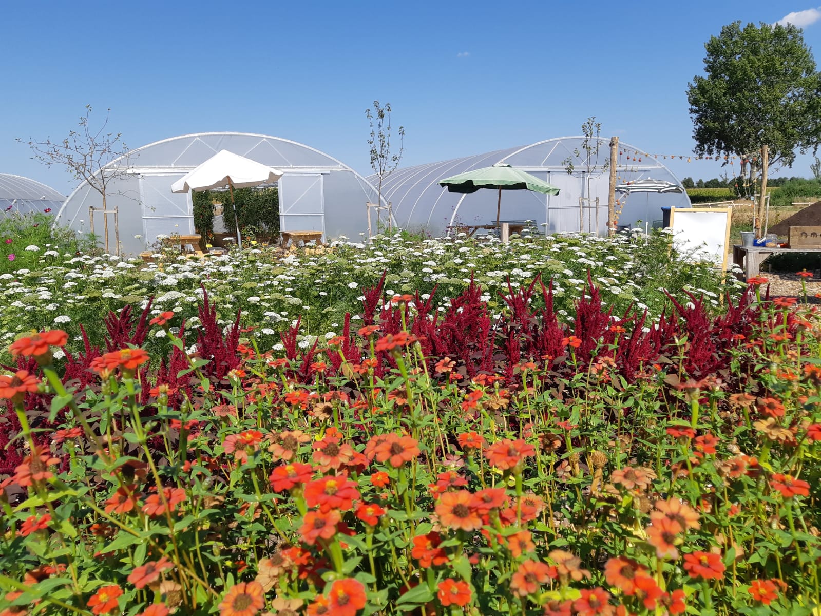 bloemenpluktuin in amersfoort vathorst. in de zomer staat het hier vol bloemen