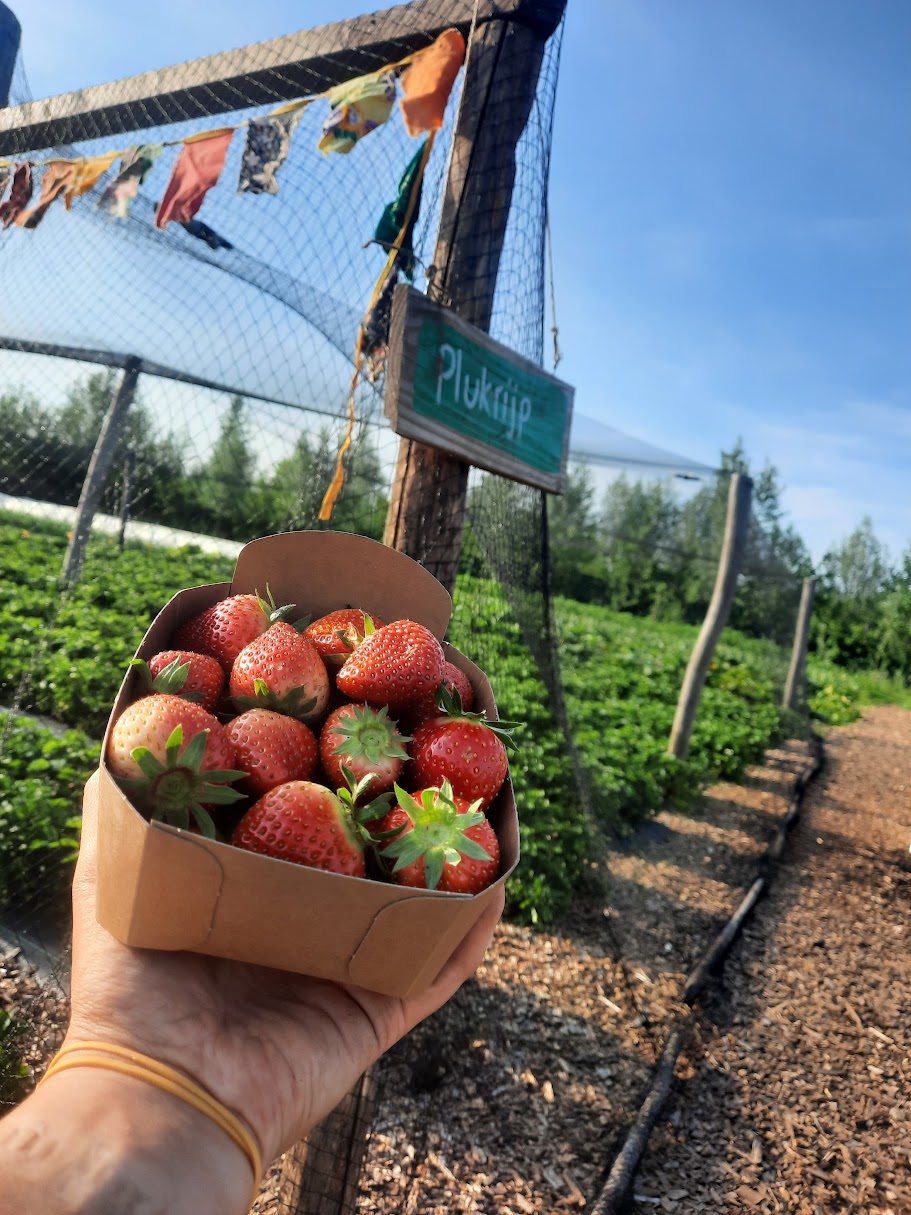 Fruitpluktuin