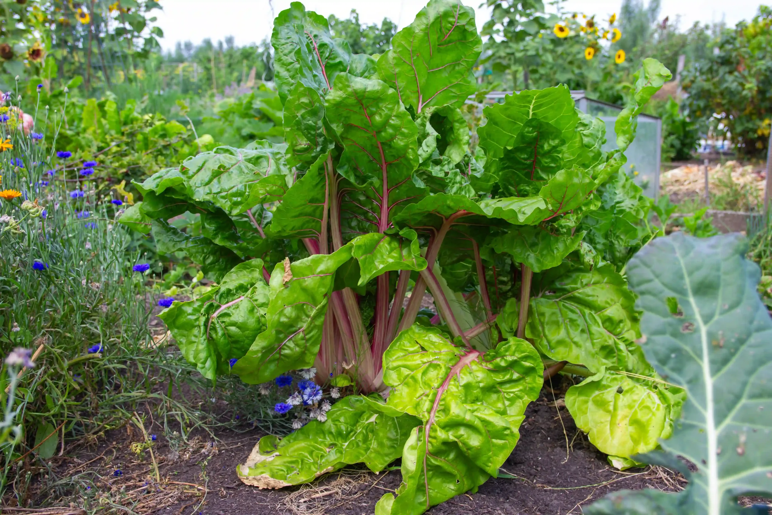 Moestuin Laakzijde Moestuin Laakzijde