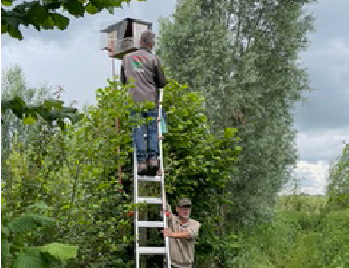 Torenvalkje